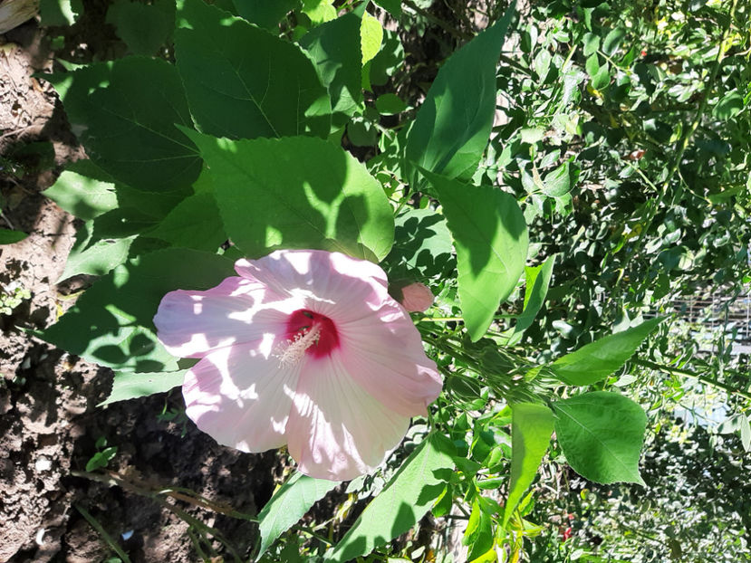  - De vânzare hibiscusi moscheteus din semințe