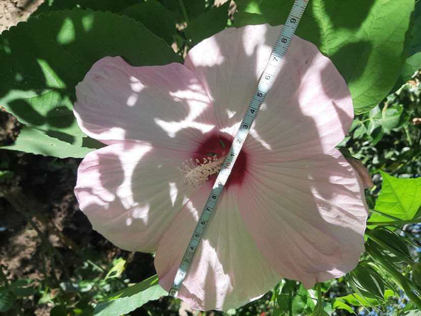  - De vânzare hibiscusi moscheteus din semințe