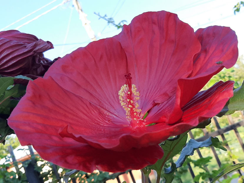  - De vânzare hibiscusi moscheteus din semințe