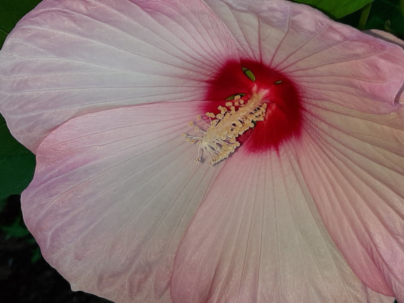  - De vânzare hibiscusi moscheteus din semințe