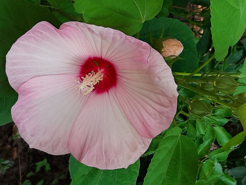  - De vânzare hibiscusi moscheteus din semințe