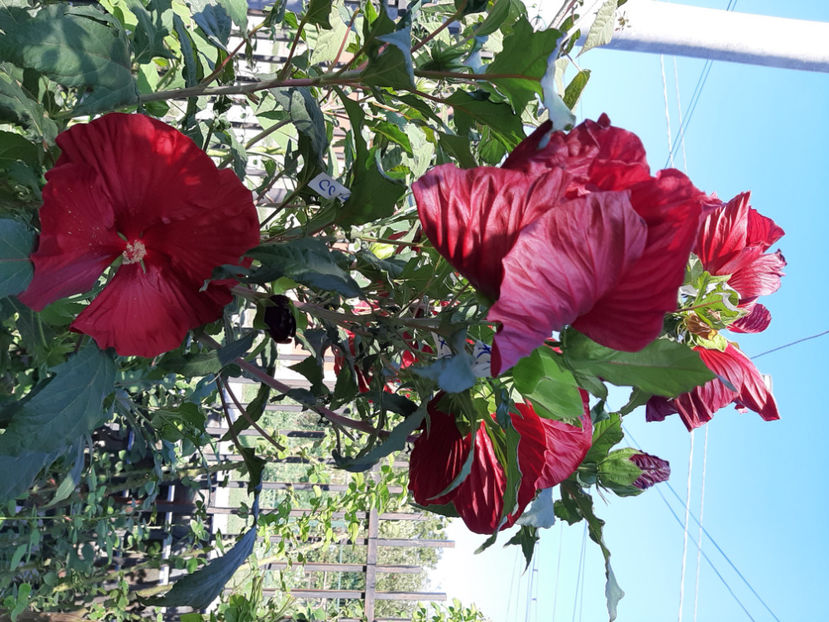  - De vânzare hibiscusi moscheteus din semințe