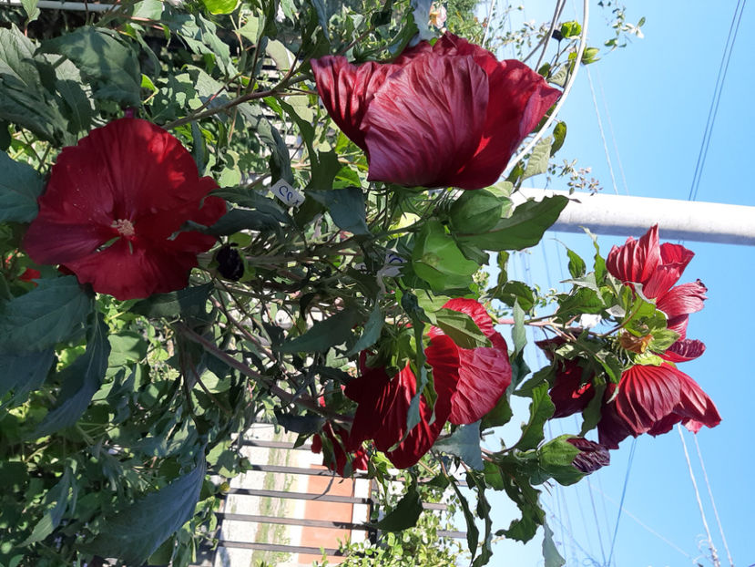  - De vânzare hibiscusi moscheteus din semințe