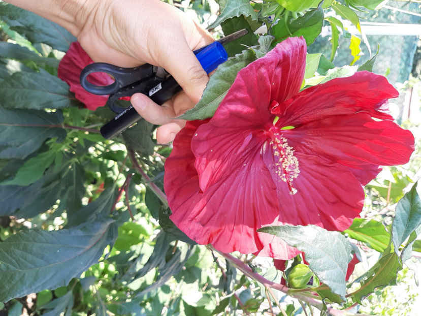  - De vânzare hibiscusi moscheteus din semințe