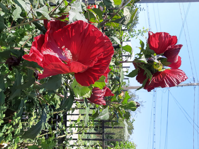  - De vânzare hibiscusi moscheteus din semințe