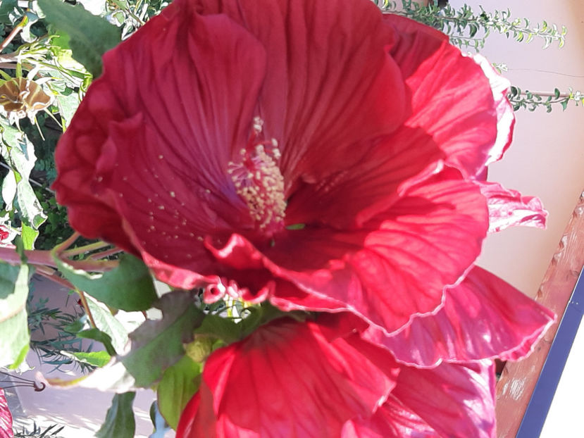  - De vânzare hibiscusi moscheteus din semințe