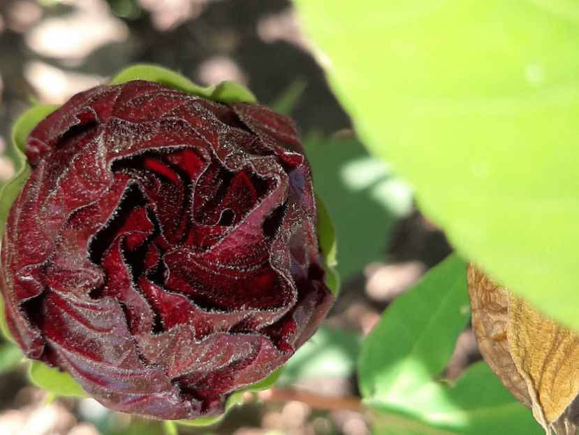  - De vânzare hibiscusi moscheteus din semințe