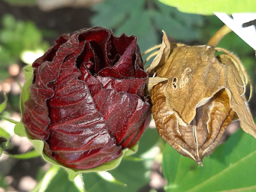  - De vânzare hibiscusi moscheteus din semințe