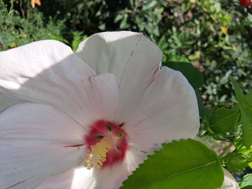  - De vânzare hibiscusi moscheteus din semințe