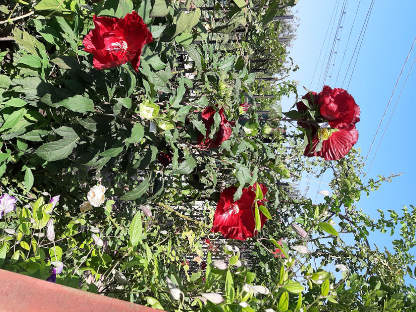  - De vânzare hibiscusi moscheteus din semințe