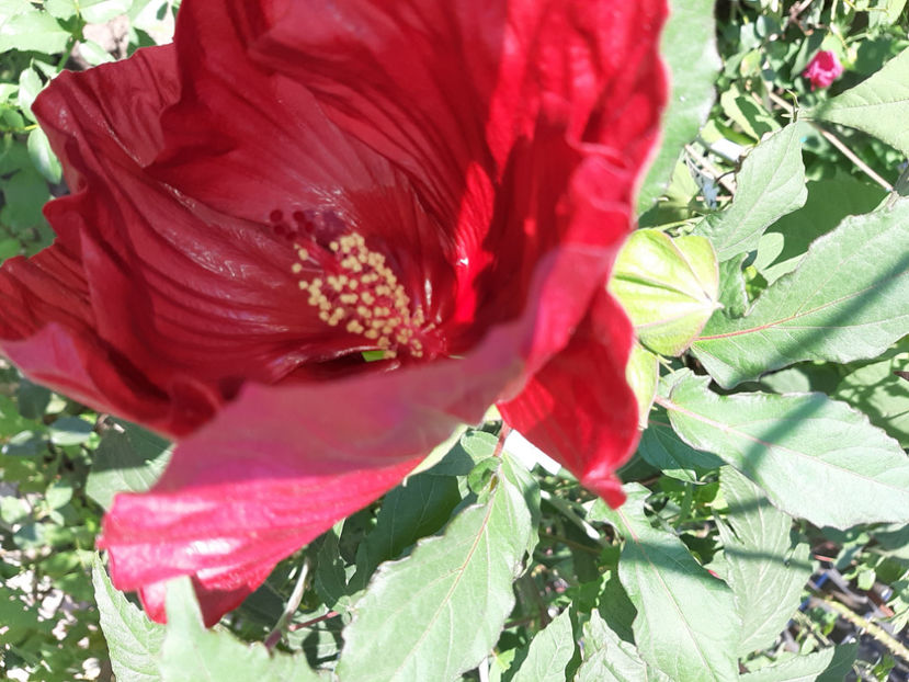  - De vânzare hibiscusi moscheteus din semințe