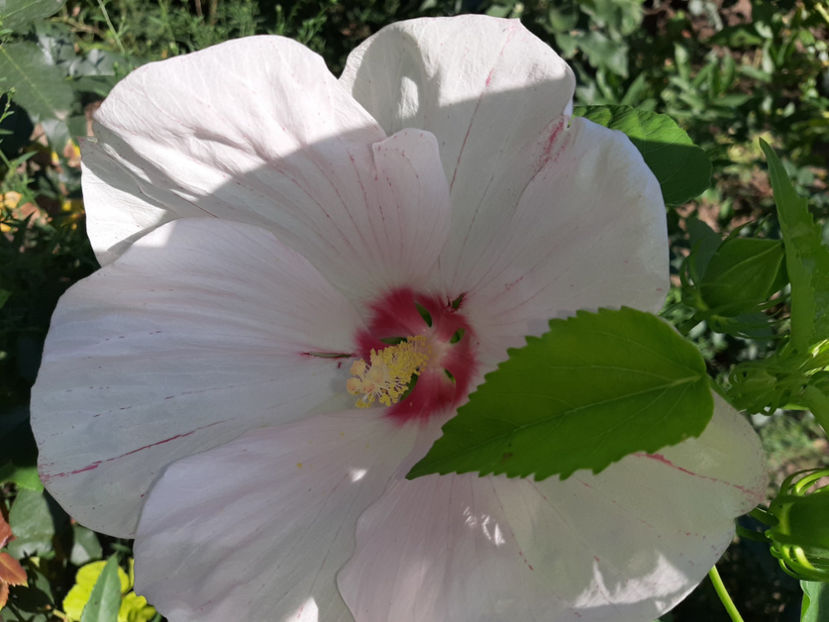  - De vânzare hibiscusi moscheteus din semințe