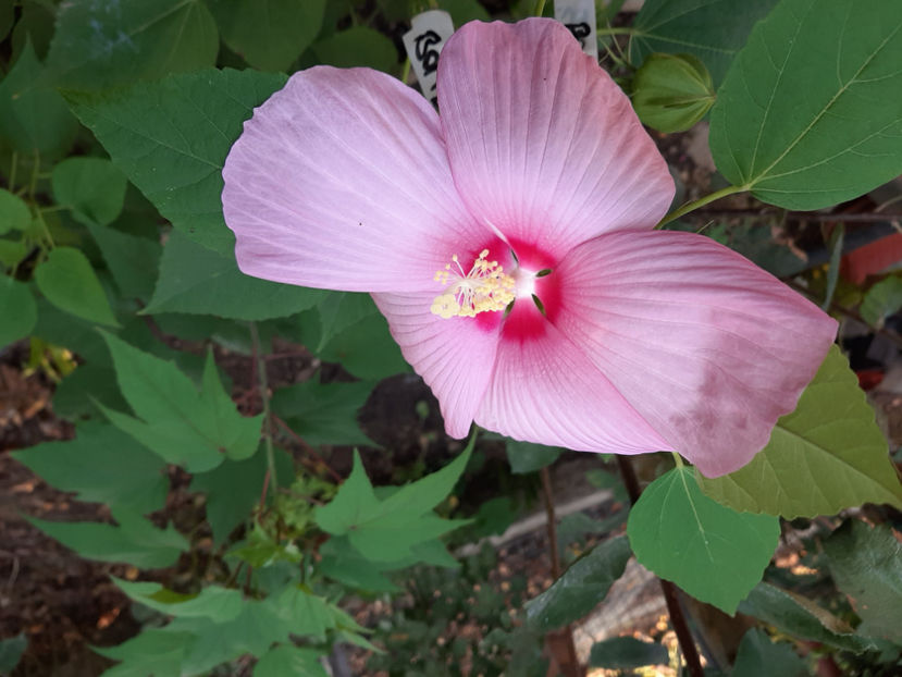  - De vânzare hibiscusi moscheteus din semințe