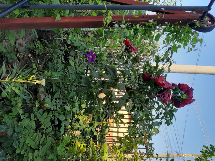  - De vânzare hibiscusi moscheteus din semințe