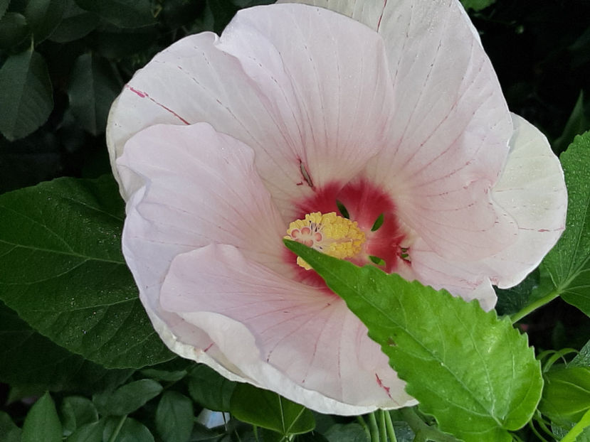  - De vânzare hibiscusi moscheteus din semințe