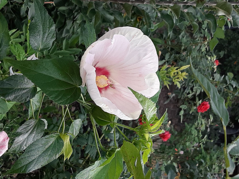  - De vânzare hibiscusi moscheteus din semințe