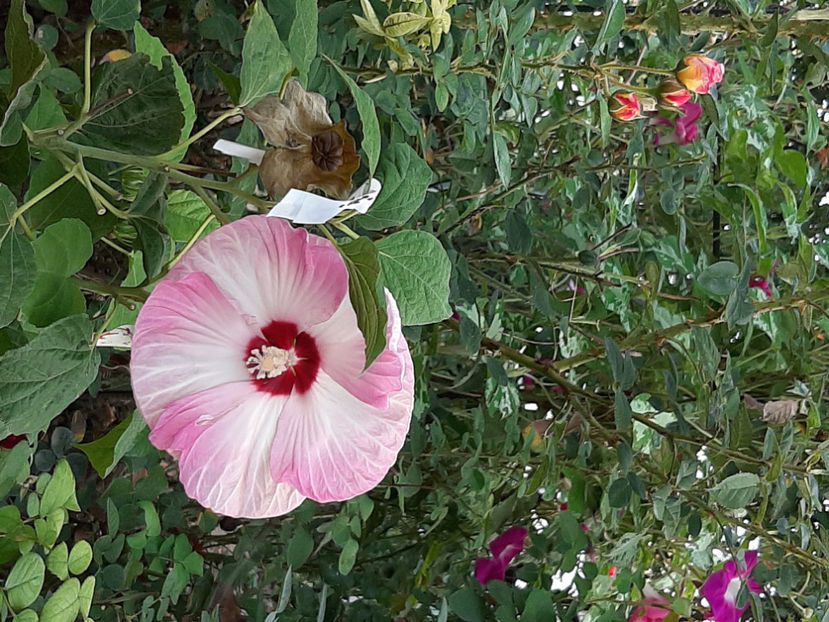  - De vânzare hibiscusi moscheteus din semințe