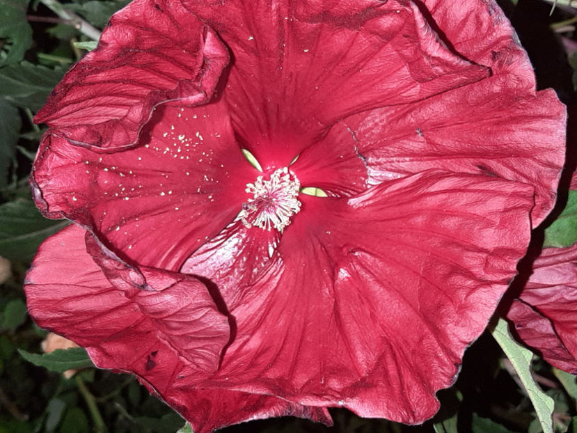  - De vânzare hibiscusi moscheteus din semințe