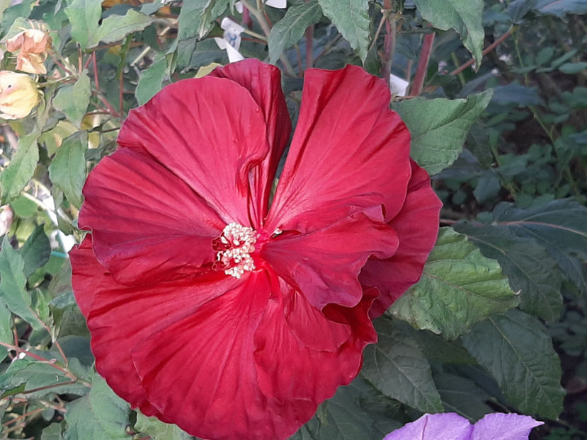  - De vânzare hibiscusi moscheteus din semințe