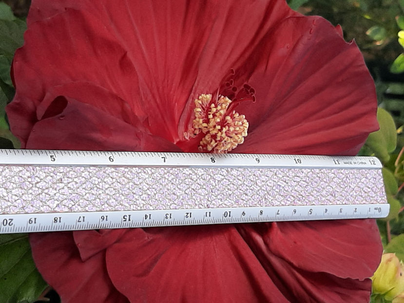  - De vânzare hibiscusi moscheteus din semințe