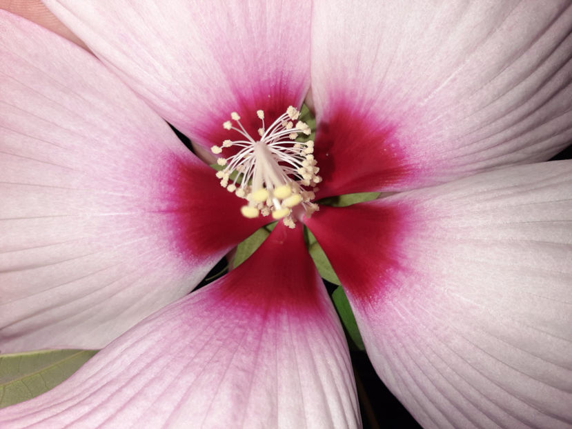  - De vânzare hibiscusi moscheteus din semințe