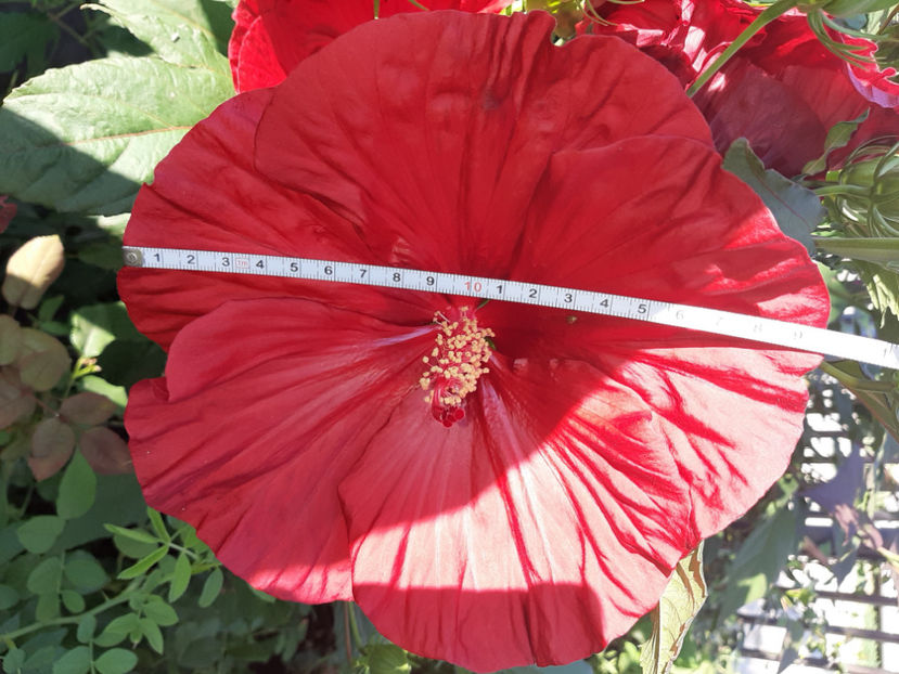  - De vânzare hibiscusi moscheteus din semințe