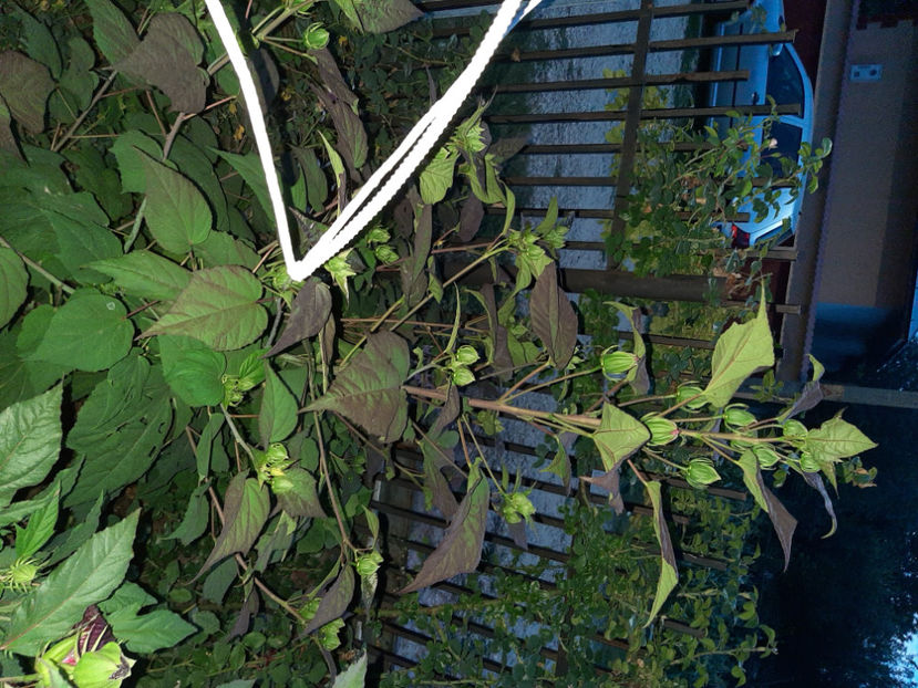  - De vânzare hibiscusi moscheteus din semințe