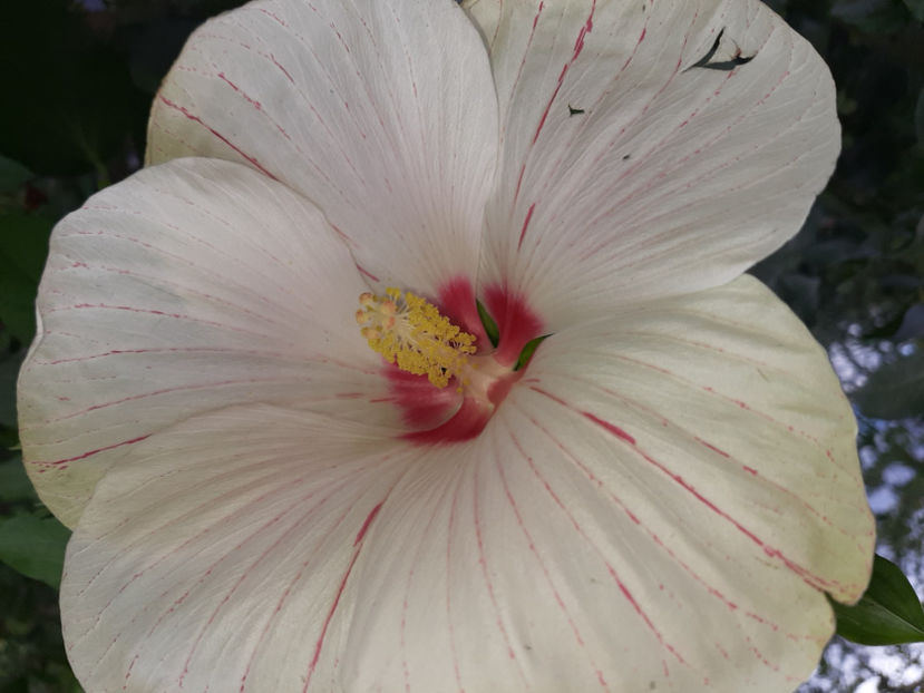  - Hibiscus Peppermint Flare