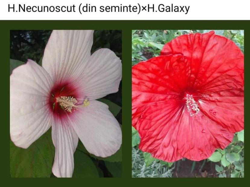  - Hibiscus moscheutos Galaxy