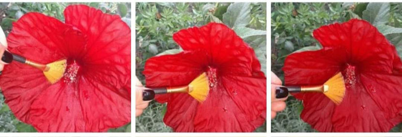  - Hibiscus moscheutos Galaxy