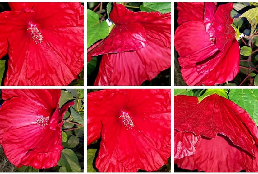  - Hibiscus moscheutos Galaxy