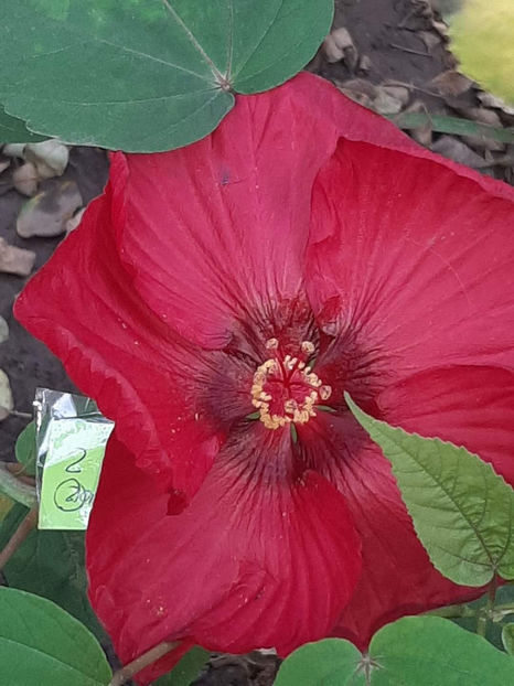  - Hibiscus din semințe din polenizarile mele