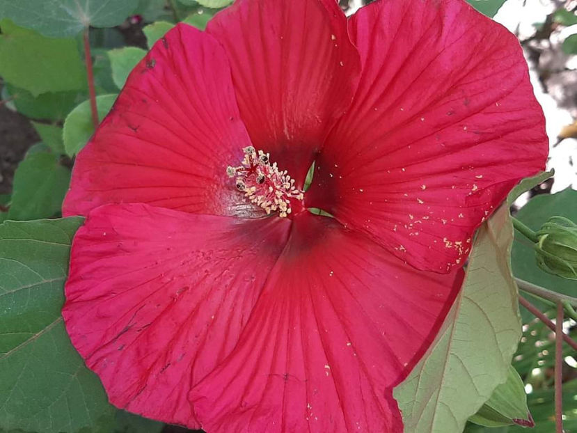  - Hibiscus din semințe din polenizarile mele