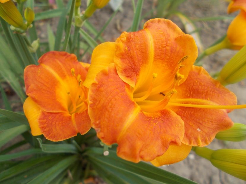 MY MELINDA - Hemerocallis 2021