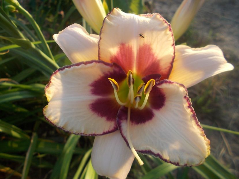  - Hemerocallis 2021