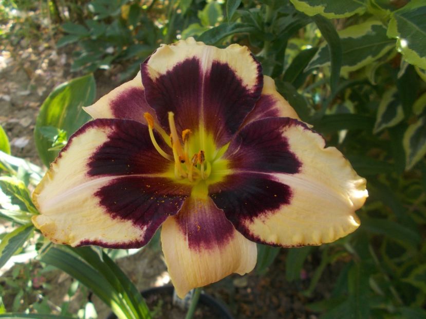CELEBRATION OF ANGELS - Hemerocallis 2021