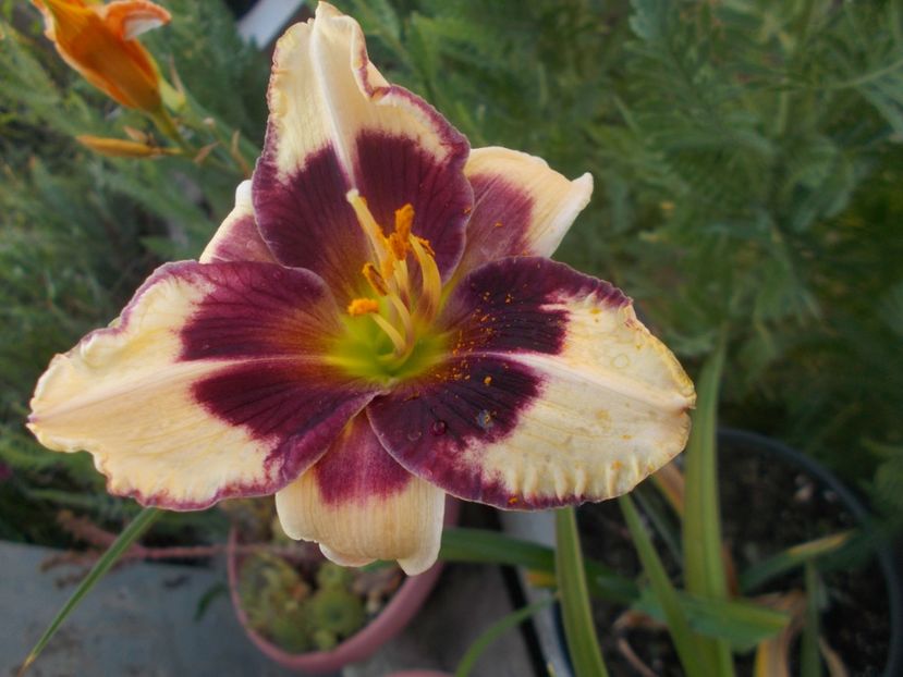 - Hemerocallis 2021