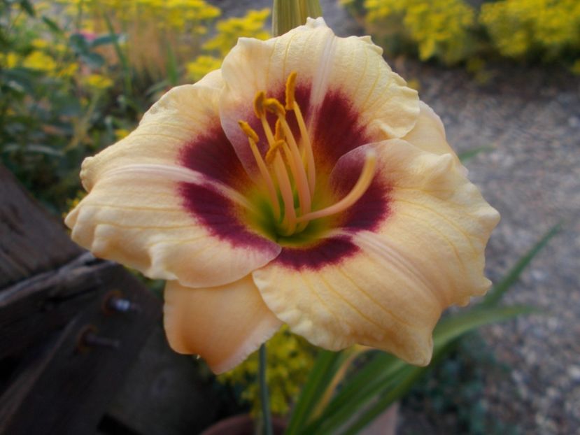 SHAKABULLY - Hemerocallis 2021