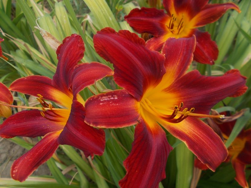  - Hemerocallis 2021