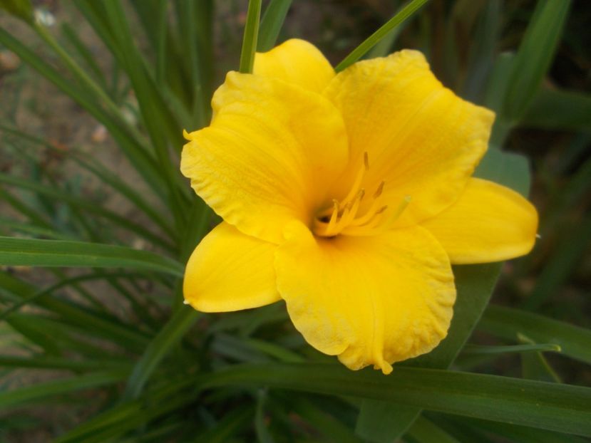 STELA D'ORO - Hemerocallis 2021