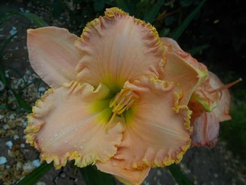  - Hemerocallis 2021