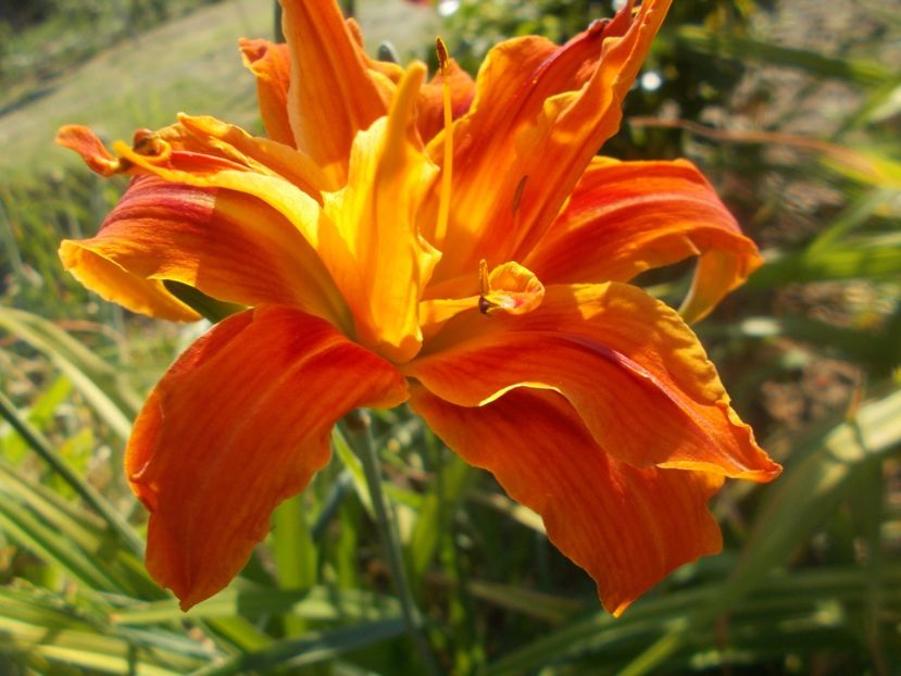  - Hemerocallis 2021