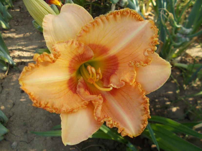WISEST OF WISARD - Hemerocallis 2021