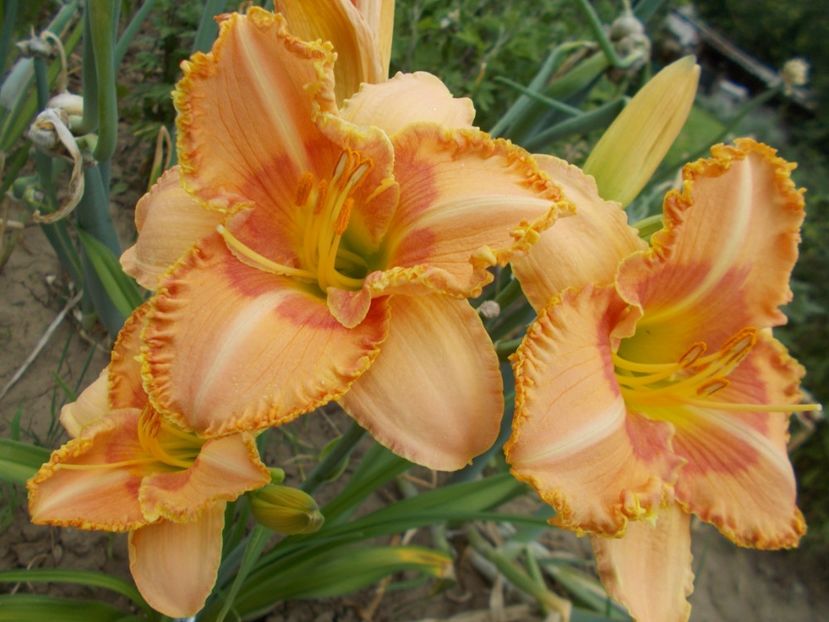  - Hemerocallis 2021