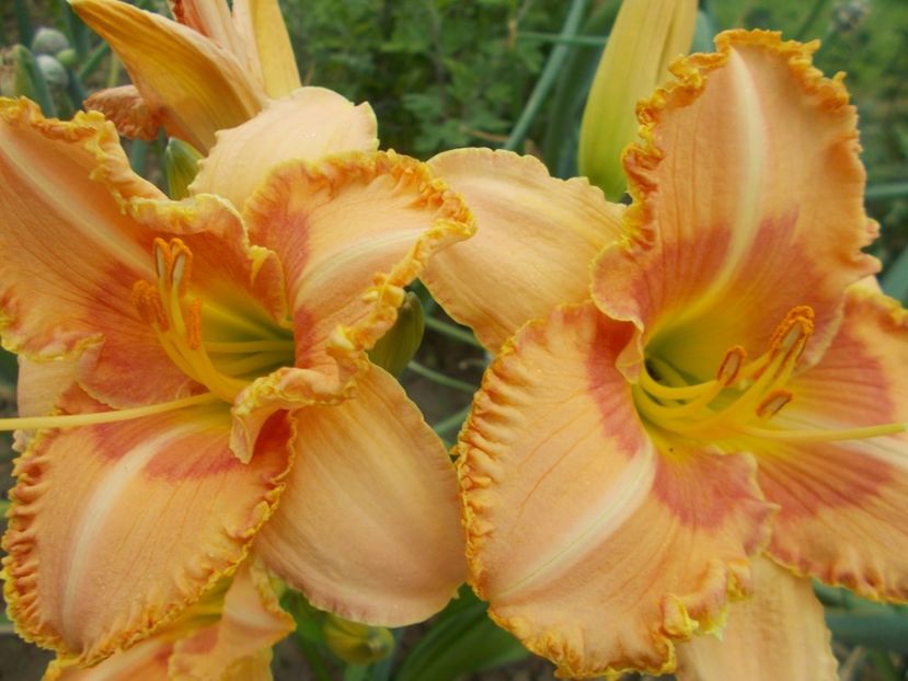  - Hemerocallis 2021