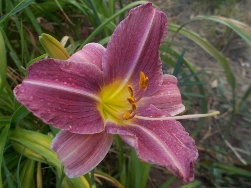PRAIRE BLUE EYES - Hemerocallis 2021