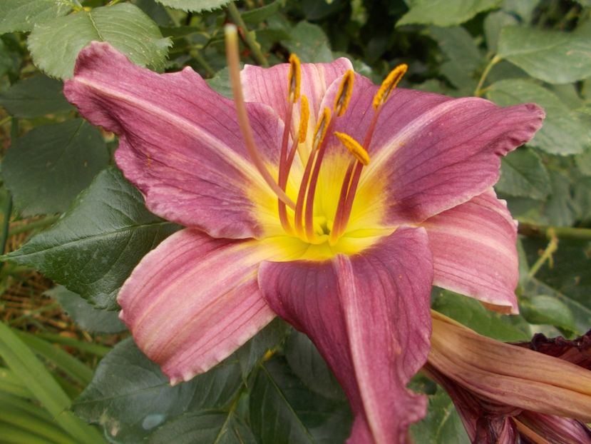  - Hemerocallis 2021