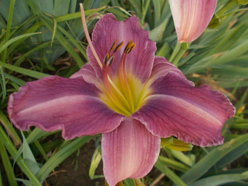  - Hemerocallis 2021
