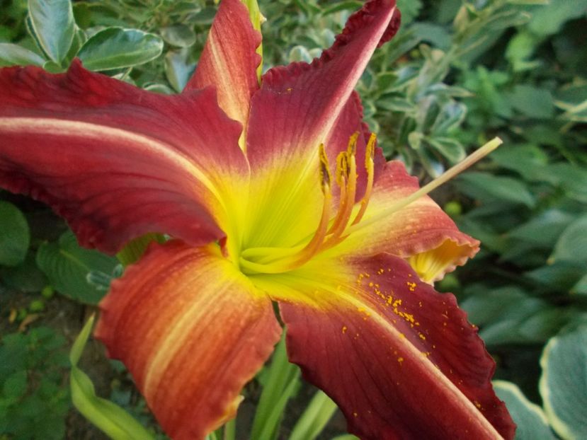 CHERRY POINT - Hemerocallis 2021