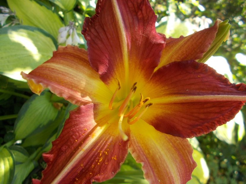  - Hemerocallis 2021
